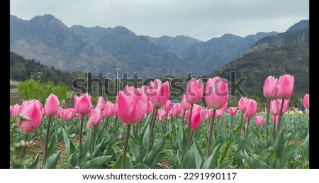 Tulip Garden at Srinagar in Kashmir. It is the largest tulip garden in Asia spread over an area of about 30 hectares.