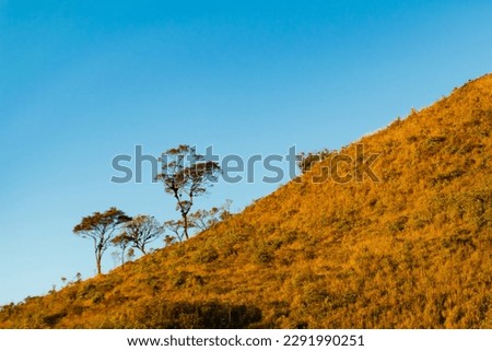 Abstract Trees Growing on the Slope of Mountains