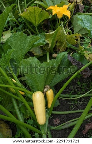 Zucchini plant (Cucurbita pepo) with yellow fruits growing in a garden outdoors Royalty-Free Stock Photo #2291991721