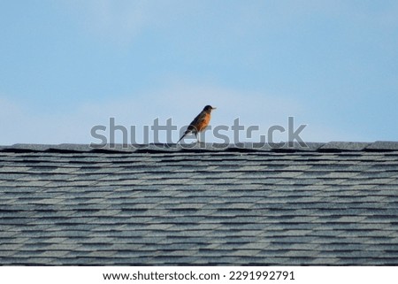 An American robin perched on the roof of a house.