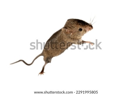 Swiss (house) mice (Mus musculus) constantly accompanies to human (synanthropes) and parasitizes: eating grain in storages, products. It is not possible to completely get rid of mice on farm. Isolated Royalty-Free Stock Photo #2291995805
