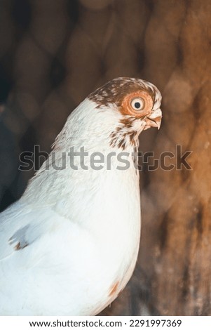 Pigeon looking at the photographer 