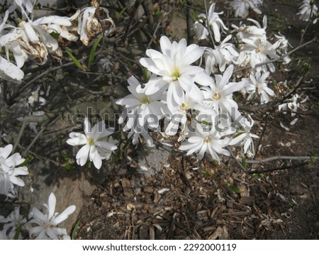 beautiful flowering branches of magnolia with white petals