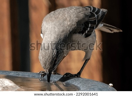 A Northern Mockingbird takes a drink at the bird bath                          