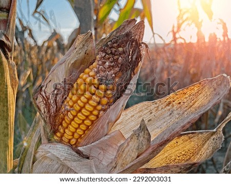 Rotting Close-up yellow ripe corn on stalks for harvest in agricultural cultivated field Royalty-Free Stock Photo #2292003031