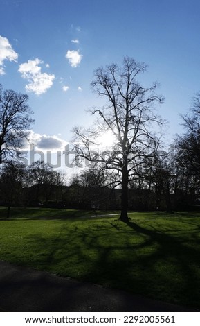 Beautiful View of Trees and Branches at Local Public Park of Luton Town of England