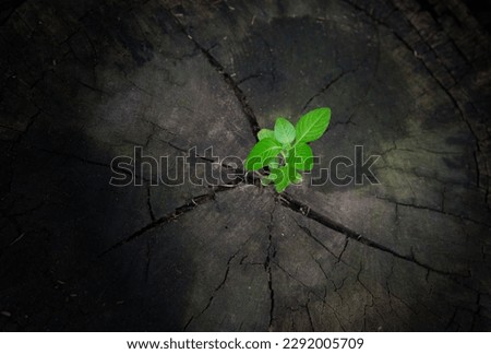 Reborn: Transform Your Life. Embrace positive change and new beginnings. Discover inner strength and unlock your full potential for a fulfilling life.Young plants try to regenerate on dead stumps.

 Royalty-Free Stock Photo #2292005709