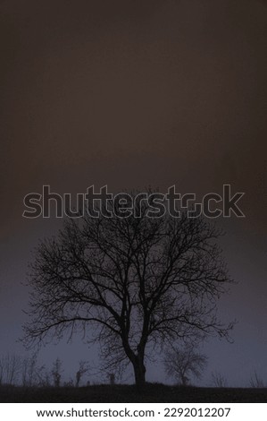 02.01.2023. Kragujevac, Serbia. Magical old tree. Autumn forest in fog. Mystical fog in autumn park. Spooky fog in autumn park.