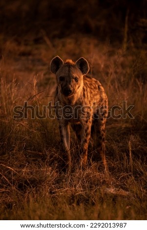 Spotted hyena standing in grass watching camera