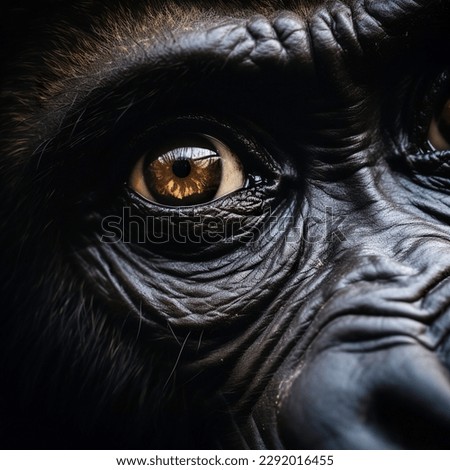 Portrait of an eye gorilla close-up