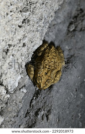 a frog resting in a crack in a rough wall with bokeh background