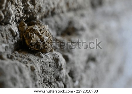 a frog resting in a crack in a rough wall with bokeh background