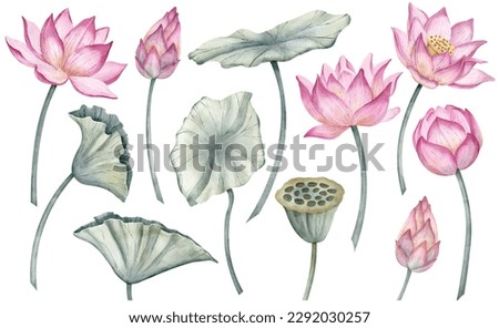Lotus Flowers big Set. Hand drawn watercolor illustration of tropical pink waterlily and green leaves on isolated background. Bundle of water lily for clipart or spa or Zen design. Botanical drawing.