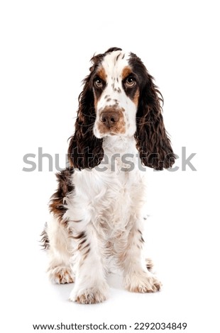 English Cocker Spaniel in front of white background Royalty-Free Stock Photo #2292034849
