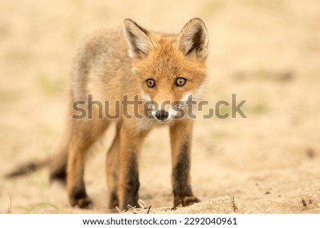 Baby Red Fox in A Sandy Background in A National Park