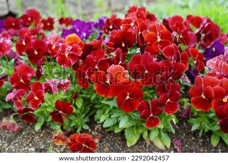red pansy flowers in the garden