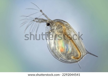 Daphnia in detail on a solid background. Royalty-Free Stock Photo #2292044541