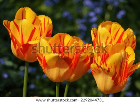 Close up of Yellow striped red Tulip blooms.