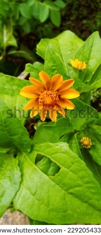 Beautiful yellow color small reall flower picture 