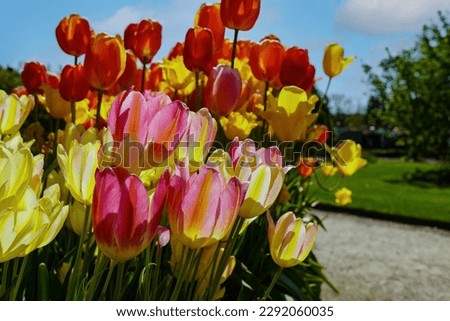 Beautiful vivid coloured tulips with intricate detailed petals captured in perfect clarity, and the soft focus of the background adds to the ethereal quality of the scene.