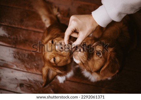 Two cute dogs looking at dog treat. Human hand feeding and rewarding dogs on a brown background. Dog training. Picture taken from above.  Royalty-Free Stock Photo #2292061371