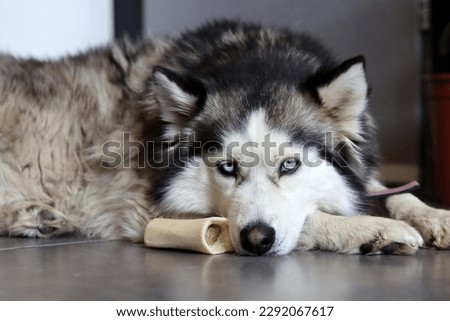 Alaskan Malamute dog lying on the floor with a bone. Pet care concept. Cute furry dog close up photo.  Royalty-Free Stock Photo #2292067617