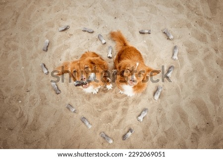 Two dogs holding a treat in their mouth on a background made of treats shaped in heart. Picture taken from above. Dog nutrition