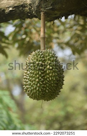 Fresh Mon Thong or Golden Pillow durian, king of tropical fruit, on its tree branch in the orchard,Tropical fruit, Durian on the tree in the garden.King of Tropical fruit.