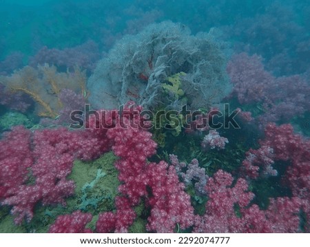 Seafan Soft Coral animal life in secret Lanta island