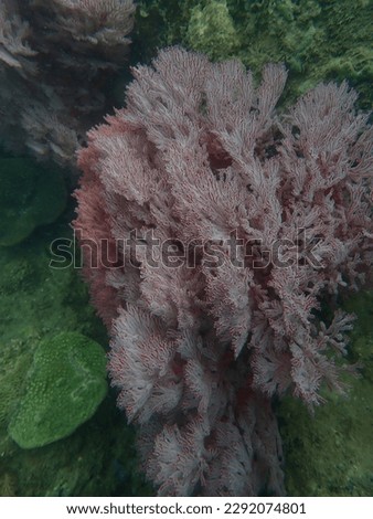 Seafan Soft Coral animal life in secret Lanta island