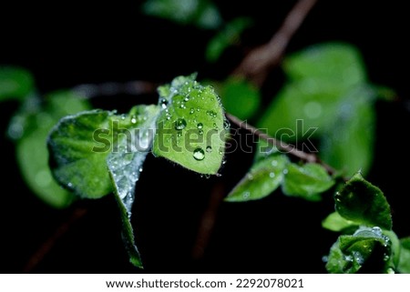 leaf grass tree water drop rain fresh nature forest