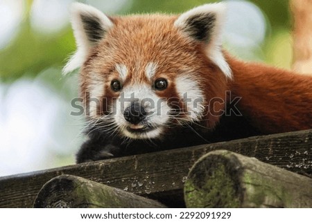 Red_panda,beauty,animal.This picture creates a beautiful scene for viewers.