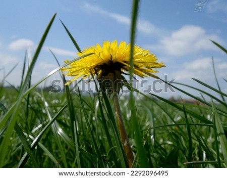 You see a picture of a beautiful dandelion