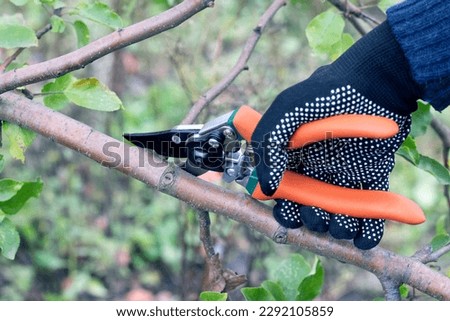 Gardener prunes tree branches in the garden with secateurs Royalty-Free Stock Photo #2292105859