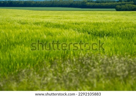 Green wheat field close up image. Sunny day.