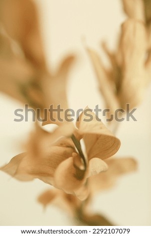 Macro photography of dried flowers, art soft focus background