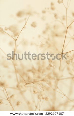 Macro photography of dried flowers, art soft focus background