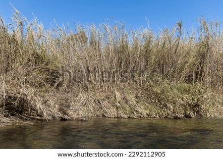 Dry yellow Cortaderia Selloana Pumila feather pampas grass with river and a blue sky Royalty-Free Stock Photo #2292112905