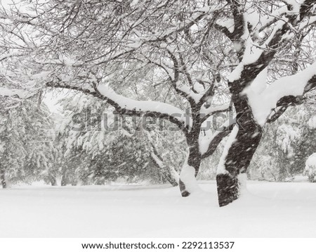 heavy snowfall in the orchard Royalty-Free Stock Photo #2292113537