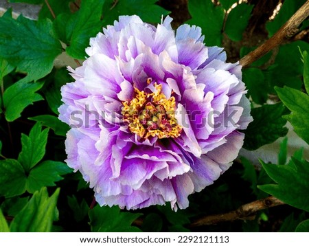 detail of a purple peony (Paeonia suffruticosa) flower with blurred background