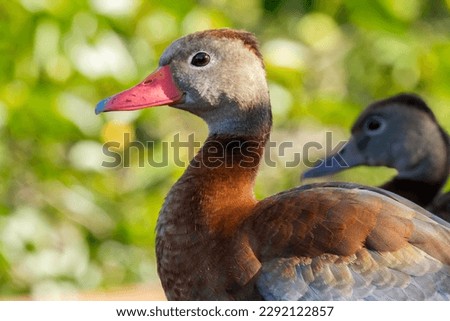 A black-bellied whistling duck in profile with a second duck in the background
