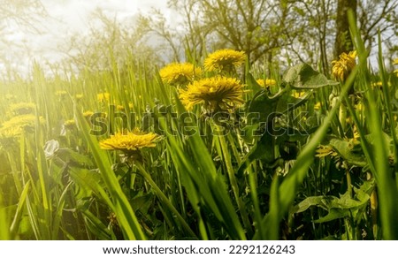 Beautiful green background with flowers of yellow dandelions in the sunset light. Springtime background.