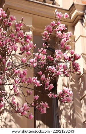 Flowering branch of pink magnolia.