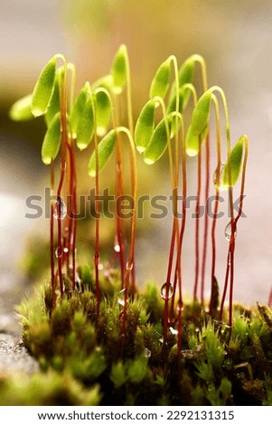 Tiny moss sprouts covered by water drops. Close up view of small stems. Small moss stems growing on sunlight. Royalty-Free Stock Photo #2292131315
