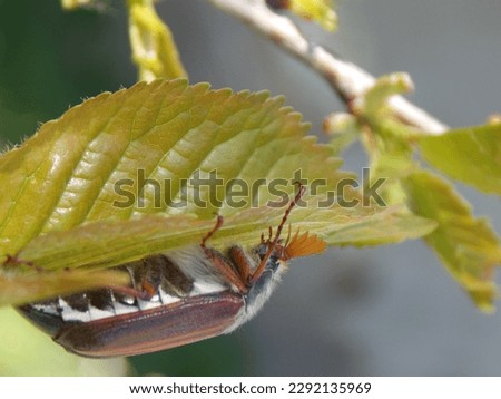a roach crawls on a green leaf