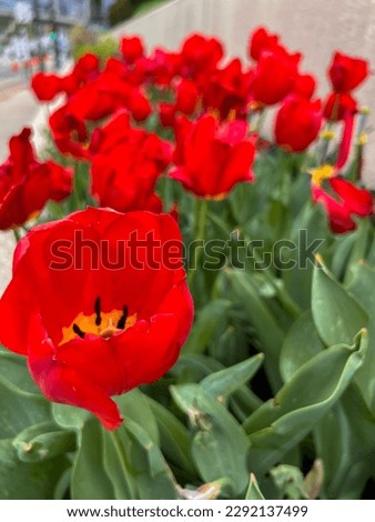 Red tulips blooming in a garden