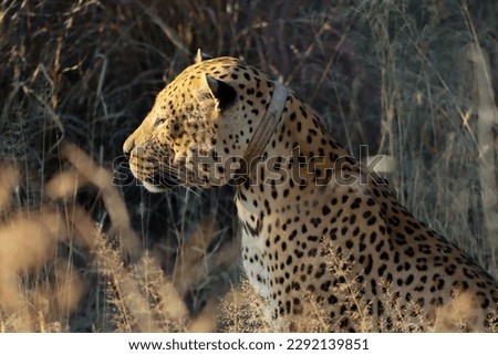 A sick leopard who is in a protection program in Namibia Africa. Hence the collar. Nevertheless, a fascinating picture of a leopard in the sunshine.