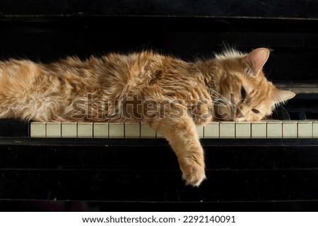 Music concept and domestic animals. cat's paw and face  lies on the keys, resting. Red Kitty on piano keys