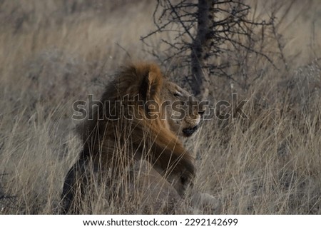 A lion sitting in the high grass and looking into the distance. This photo was taken in Namibia, Africa.
