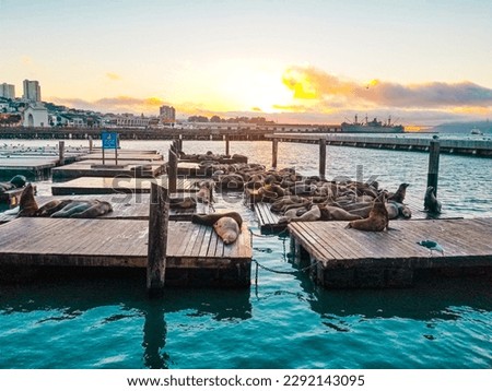 Seals on the wharf in San Francisco Royalty-Free Stock Photo #2292143095